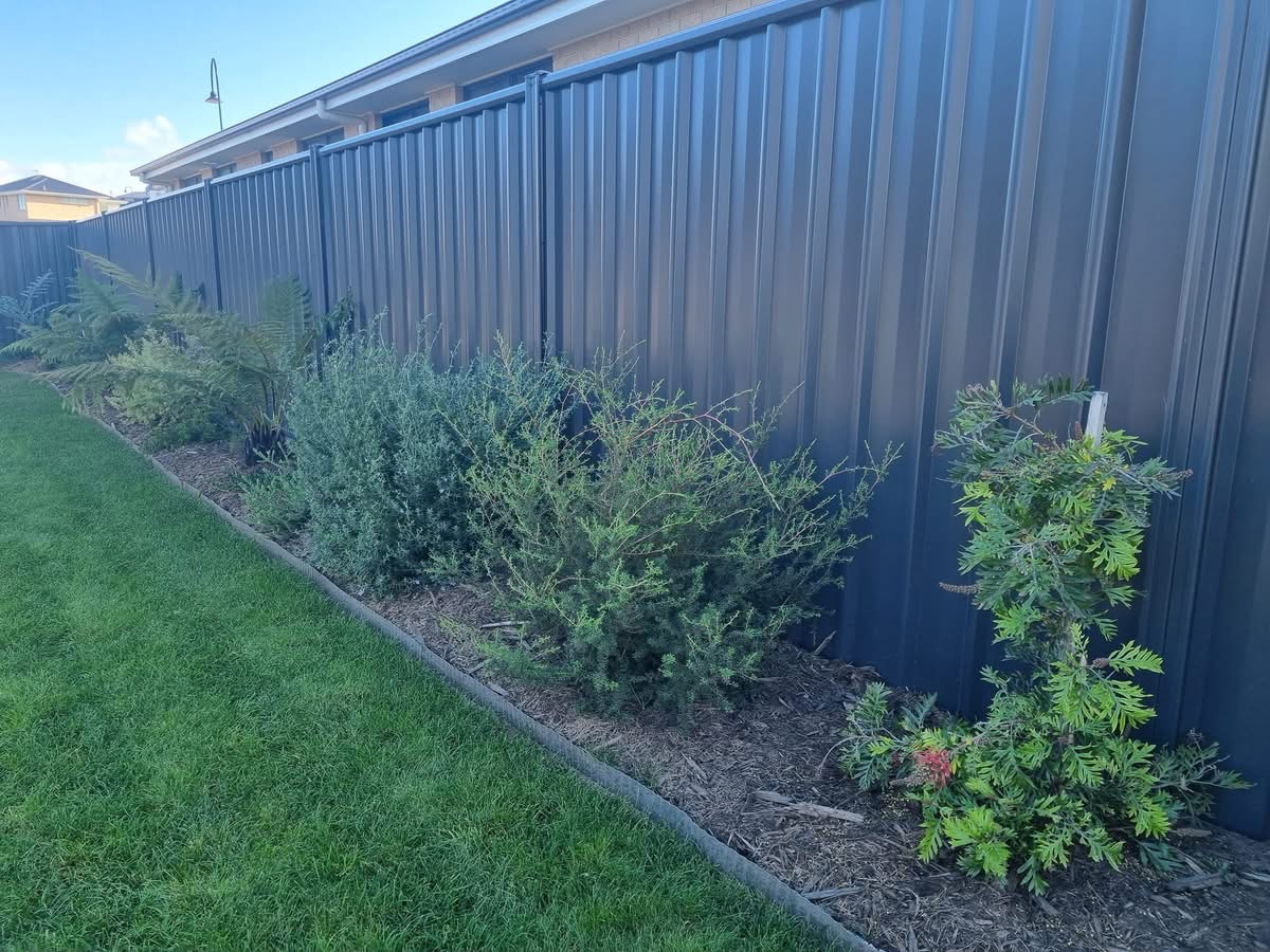 Dark Colorbond boundary fence behind a garden bed at a Hobart home